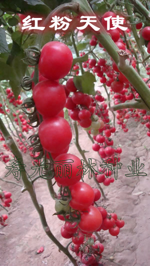 寿光蔬菜种子-红粉天使