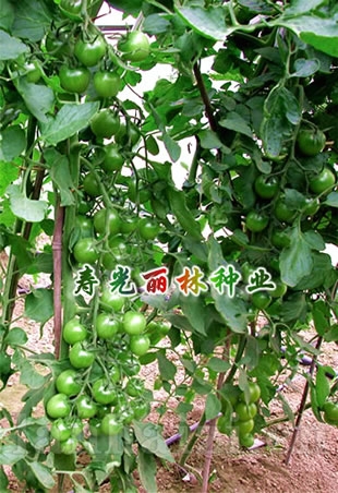 绿宝石番茄种子