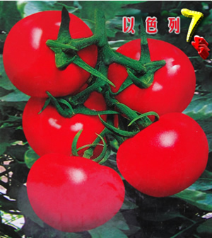 以色列大红番茄种子-以色列7号