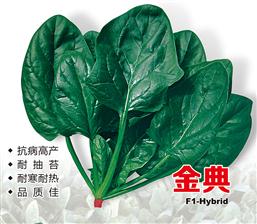 菠菜种子