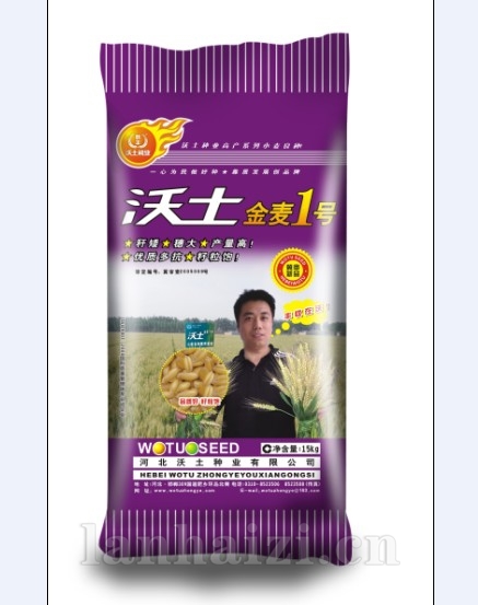 金麦1号