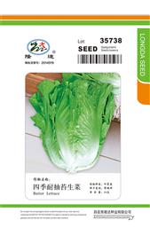 生菜种子