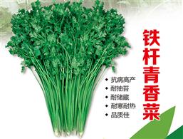 香菜种子