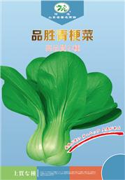 油菜种子