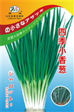四季小香葱
