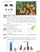 奥玉419-黄淮海