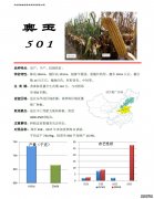 奥玉501-黄淮海