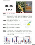奥玉528