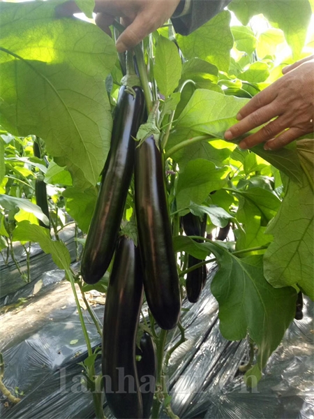 茄子苗