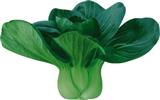 苏秀——小白菜类