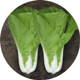 速腾188——快菜类