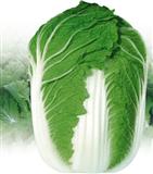 秋宝600——白菜类