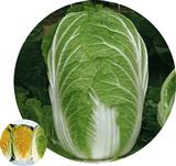 秋宝149——白菜类