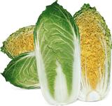 金贝——白菜类