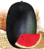非洲蜜抗