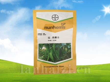圣骑士