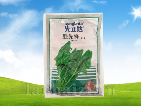 胜先锋菠菜