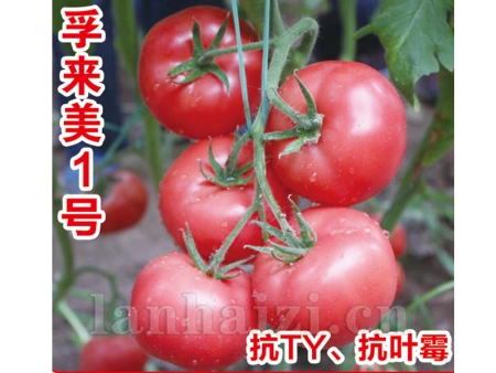 孚来美1号