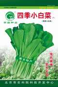 四季小白菜——小白菜种子