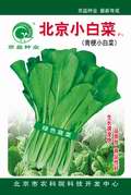 北京小白菜——小白菜种子