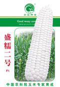 盛糯二号——糯玉米种子