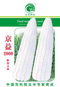 京益2000——糯玉米种子