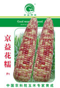 京益花糯——糯玉米种子