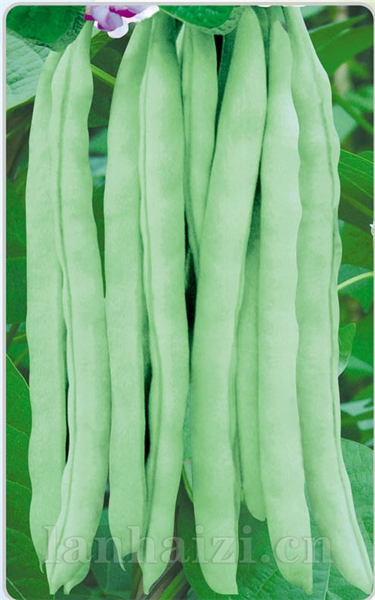 红花白荚