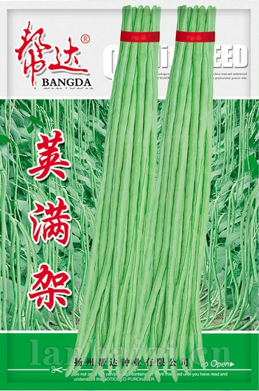 荚满架