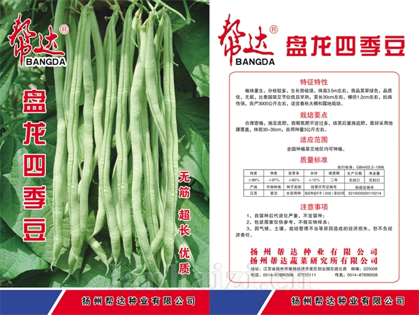 盘龙四季豆