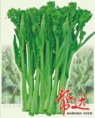 香甜菜薹