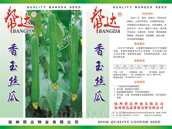 香玉丝瓜