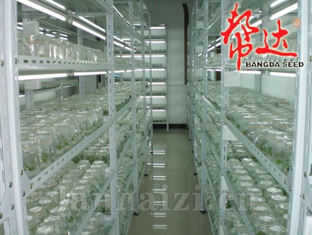 脱毒草莓苗