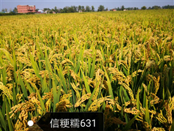 信粳糯631