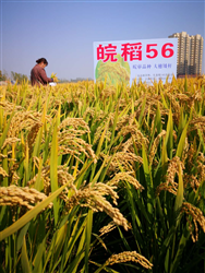 皖稻56
