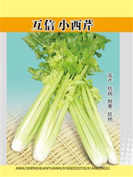 互信小西芹200克