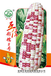 互信彩糯8号