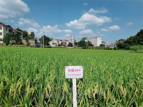 谷优460