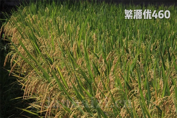 繁源优460
