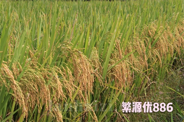 繁源优886