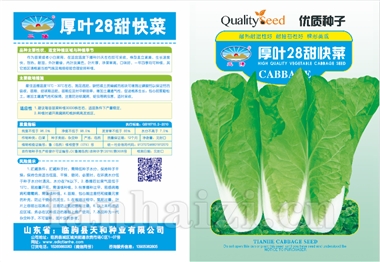 厚叶28甜快菜