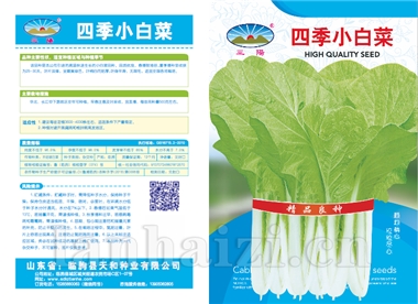 四季小白菜