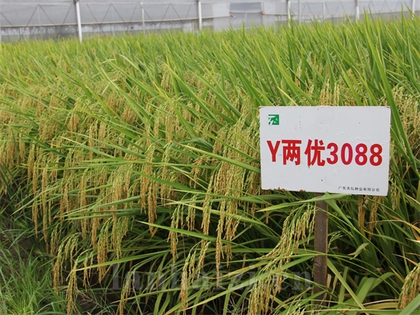 Y两优3088