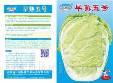 早熟五号