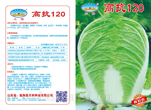 丰抗120版