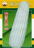玉米种子--瑞雪银丰958F1