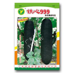 铁心999杂交冬瓜