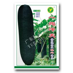 一炮冲天杂交冬瓜