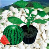 砧木种子--荷兰速合砧木F1