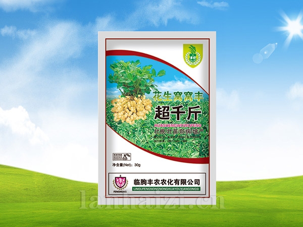 花生窝窝丰超千斤